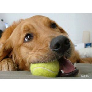 Dog Tennis Balls