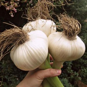 Garlic Bulbs