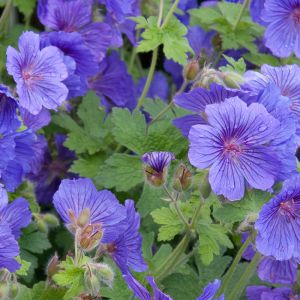 Geranium Seeds