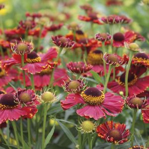 Helenium Seeds