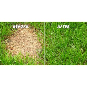 Lawn Patch Repair