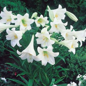 Lily Bulbs (White)