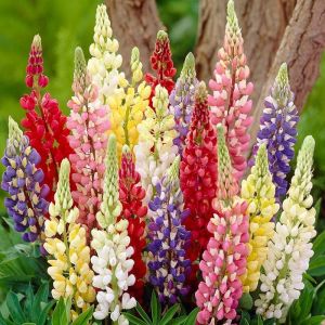 Lupin Seeds