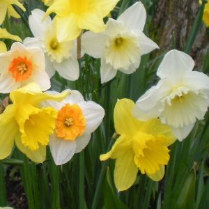 Mixed Daffodils