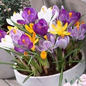 Crocus Bulbs