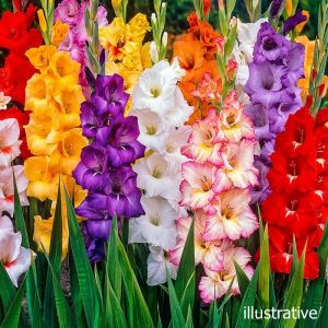 Mixed Gladioli Bulbs