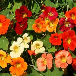 Nasturtium Seeds