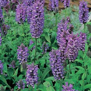 Nepeta Seeds