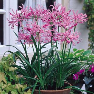 Nerine Bulbs (Bowdenii)