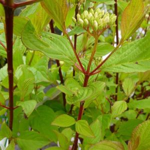 Red Stemmed Dogwood Plants