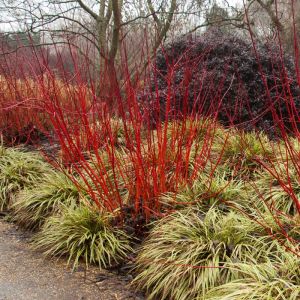 Red Stemmed Dogwood Plants