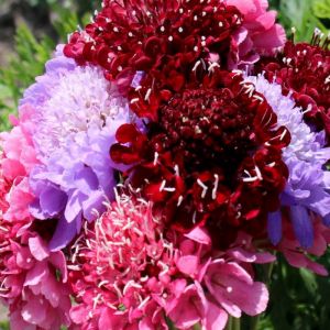 Scabiosa Seeds