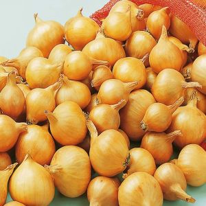 Shallot Sets