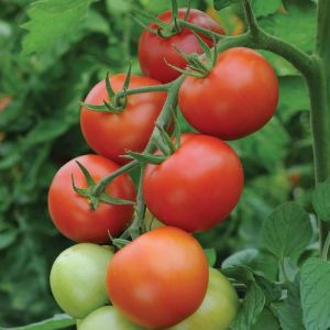 Tomato Seeds