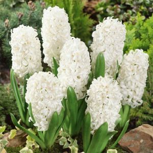 Hyacinth Bulbs (White Pearl)