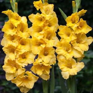 Gladioli Bulbs