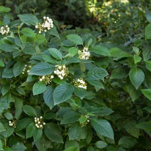 Yellow Stemmed Dogwood Plants