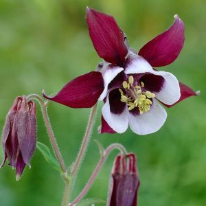 Aquilegia