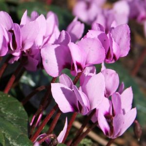 Cyclamens