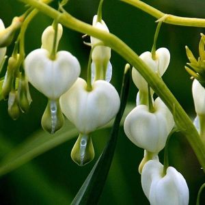 Dicentra Flower