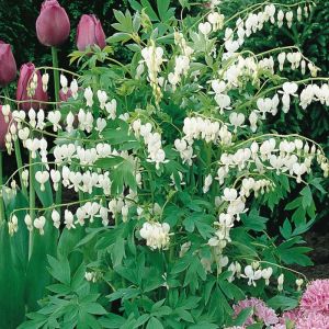 Dicentra