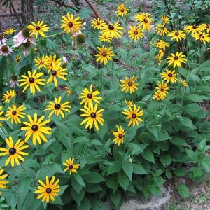 Rudbeckia