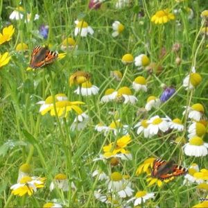 Irish Wildflower Seeds