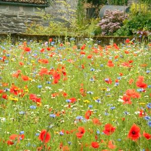 Wildflower Seeds