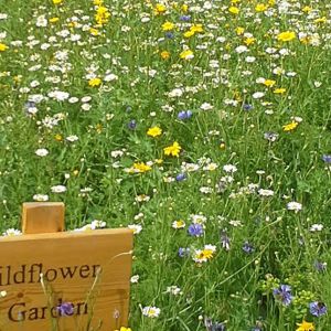 Wildflower Seeds