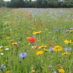 Wildflower Seeds