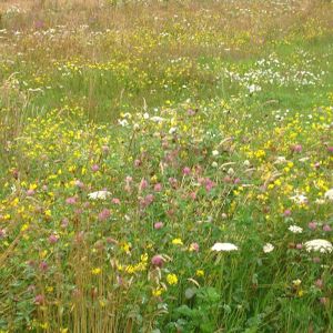 Wildflower Seeds