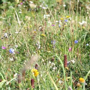 Wildflower Seeds