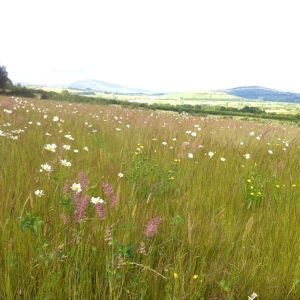 Grassland Wildflower Seeds