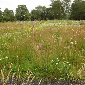 Grassland Wildflower Seeds