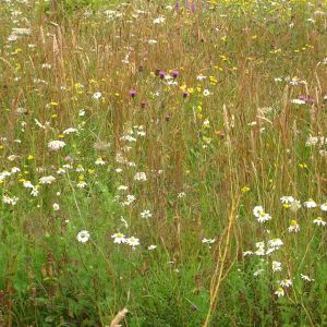 Grassland Wildflower Seeds