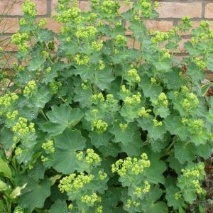 Alchemilla Mollis