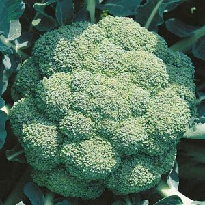 Broccoli Seed