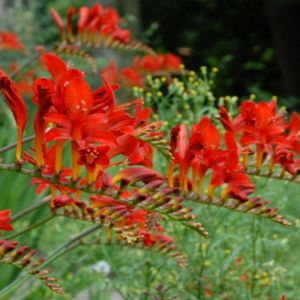 Crocosmia Lucifer