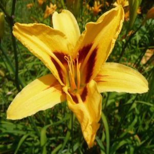 Daylily