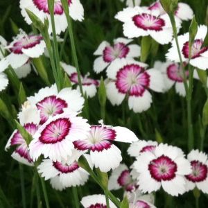 Dianthus Seeds