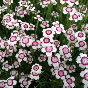 Dianthus Seeds