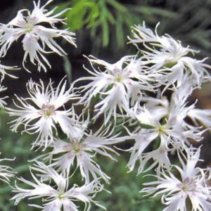 Dianthus Seeds