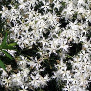 Dianthus Seeds