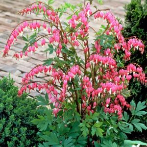 Dicentra Spectabilis