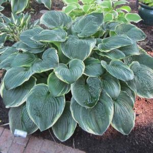 Hostas