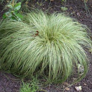 Carex Grass Plants