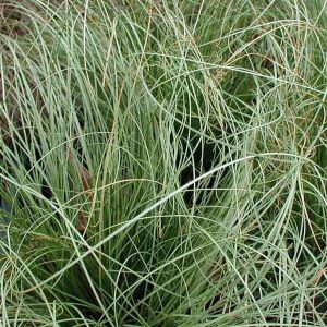 Carex Grass Plants