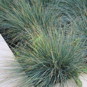 Festuca Grass Plants