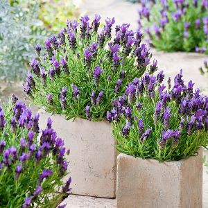 Lavender Plants