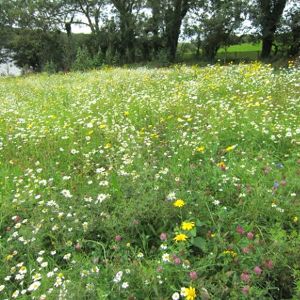 Irish Wildflower Seeds